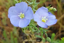 Linum perenne