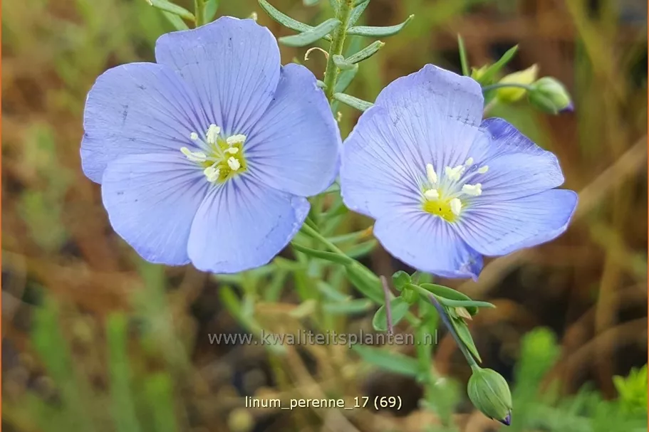 Linum perenne