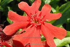 Lychnis chalcedonica