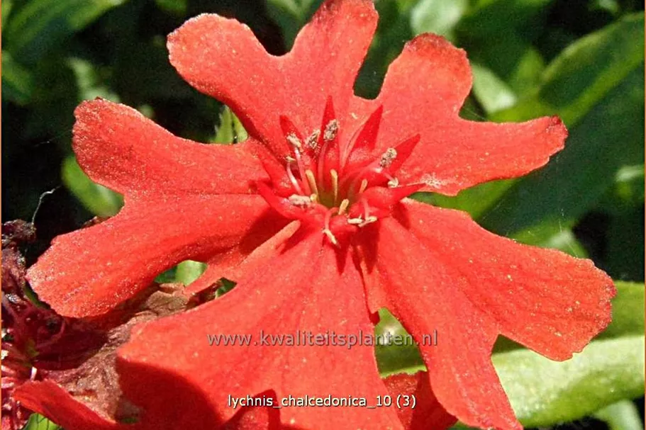 Lychnis chalcedonica