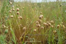 Linum perenne
