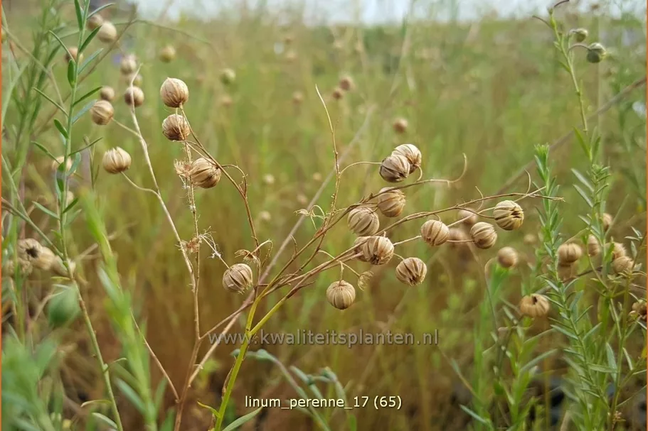 Linum perenne