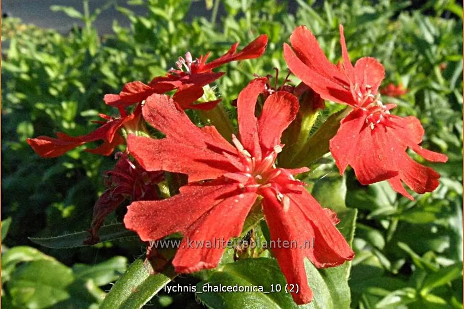 Lychnis chalcedonica