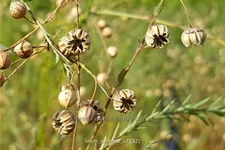 Linum perenne