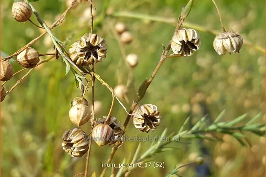 Linum perenne