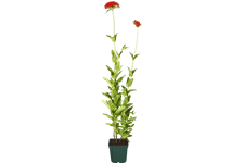 Lychnis chalcedonica