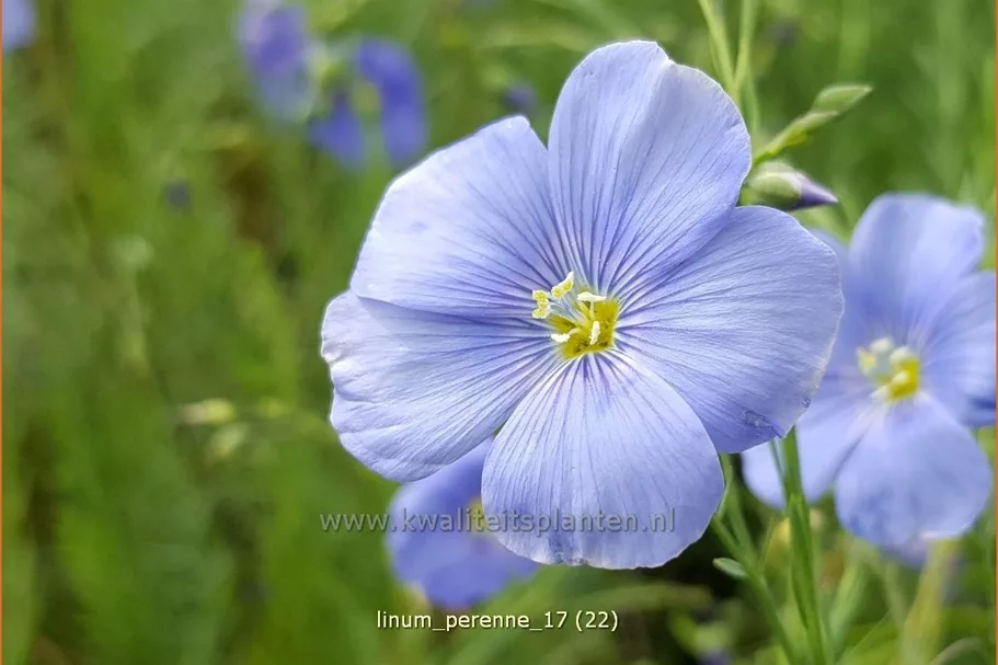 Linum perenne