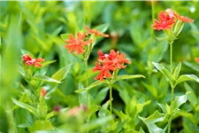 Lychnis chalcedonica