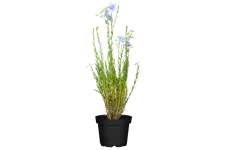 Linum perenne