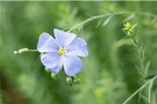 Linum perenne