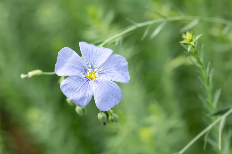 Linum perenne