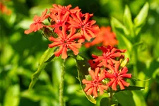 Lychnis chalcedonica