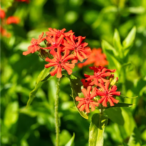 Lychnis chalcedonica