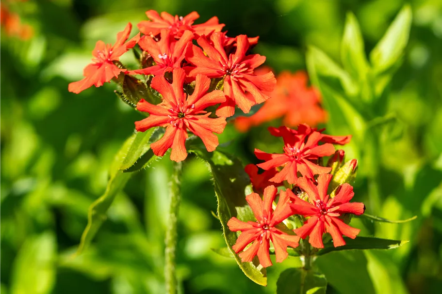 Lychnis chalcedonica