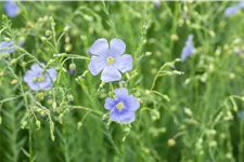 Linum perenne