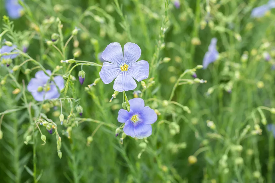 Linum perenne