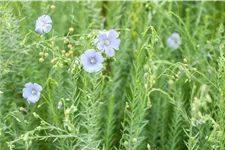 Linum perenne