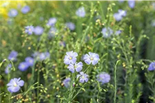 Linum perenne