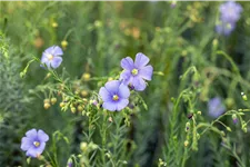 Linum perenne