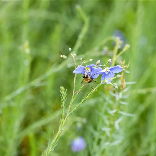 Linum perenne