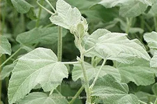 Lavatera x olbia 'Silver Barnsley'