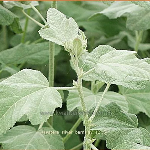 Lavatera x olbia 'Silver Barnsley'