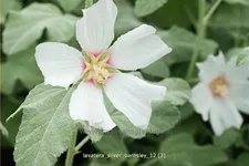 Lavatera x olbia 'Silver Barnsley'