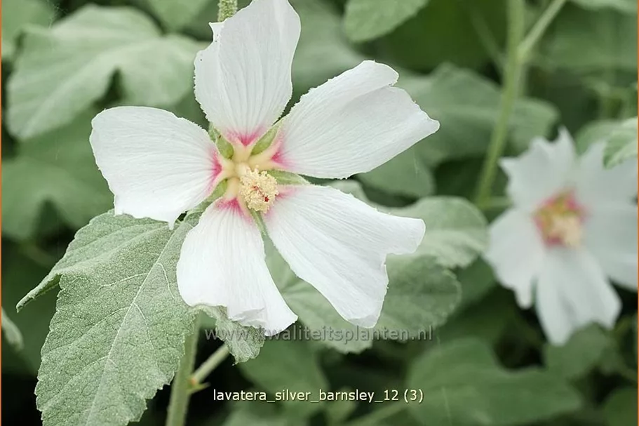 Lavatera x olbia 'Silver Barnsley'