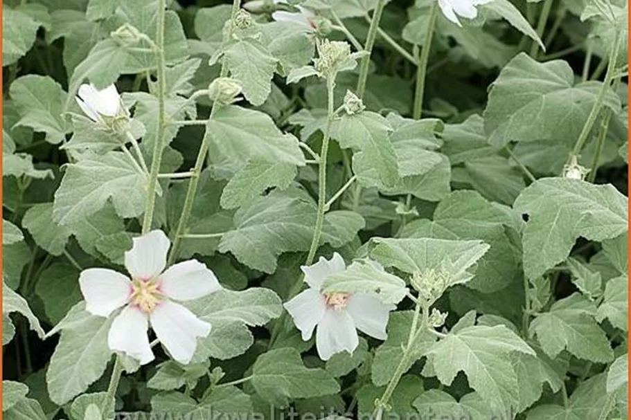 Lavatera x olbia 'Silver Barnsley'