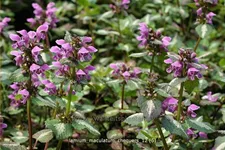 Lamium maculatum 'Chequers'