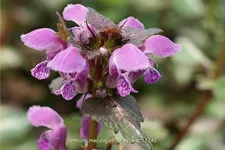 Lamium maculatum 'Chequers'