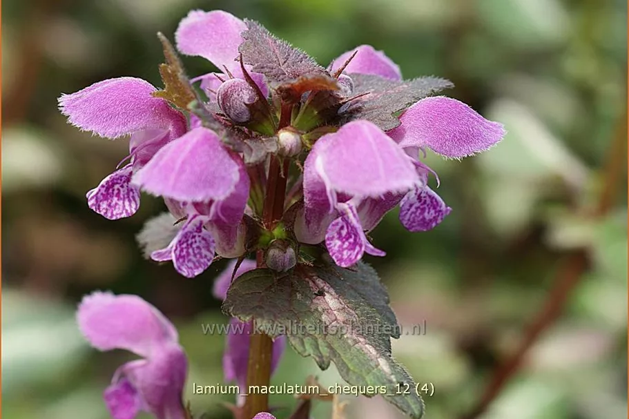 Lamium maculatum 'Chequers'