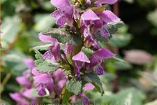 Lamium maculatum 'Chequers'