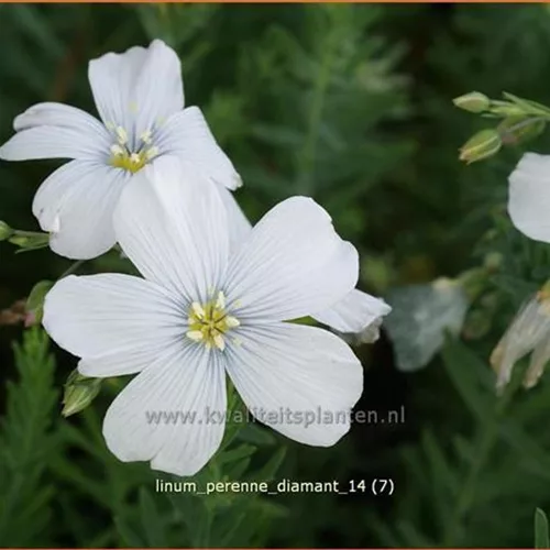 Linum perenne 'Diamant'