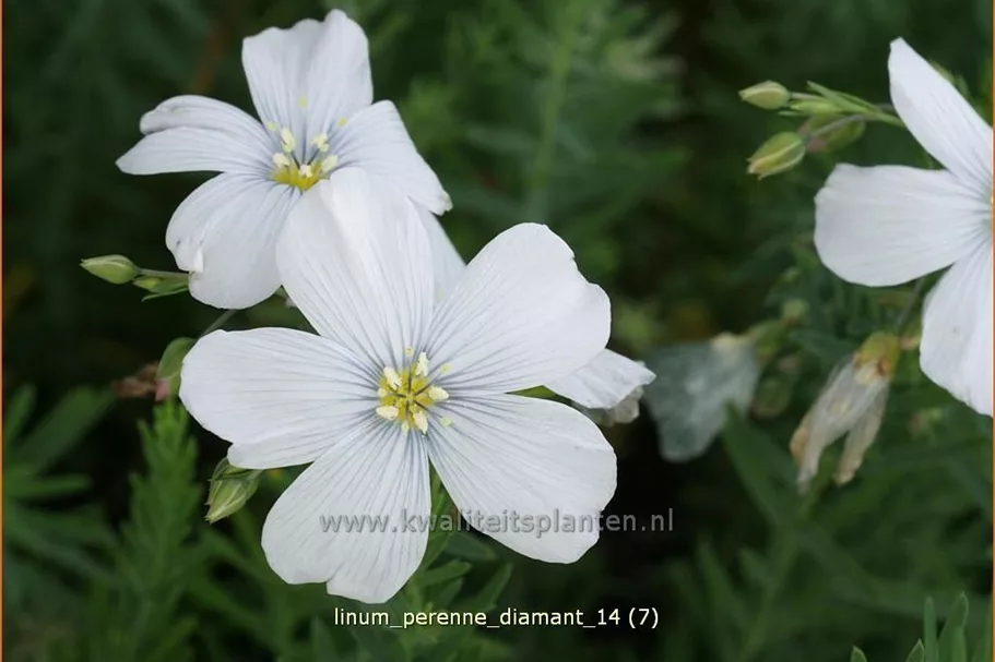 Linum perenne 'Diamant'
