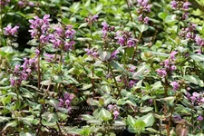 Lamium maculatum 'Chequers'