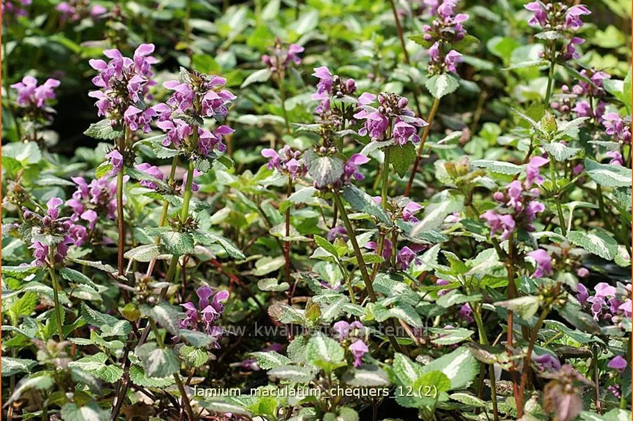 Lamium maculatum 'Chequers'