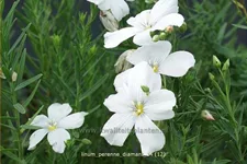 Linum perenne 'Diamant'