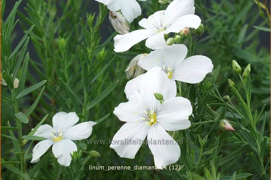 Linum perenne 'Diamant'