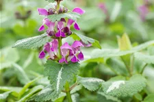 Lamium maculatum 'Chequers'