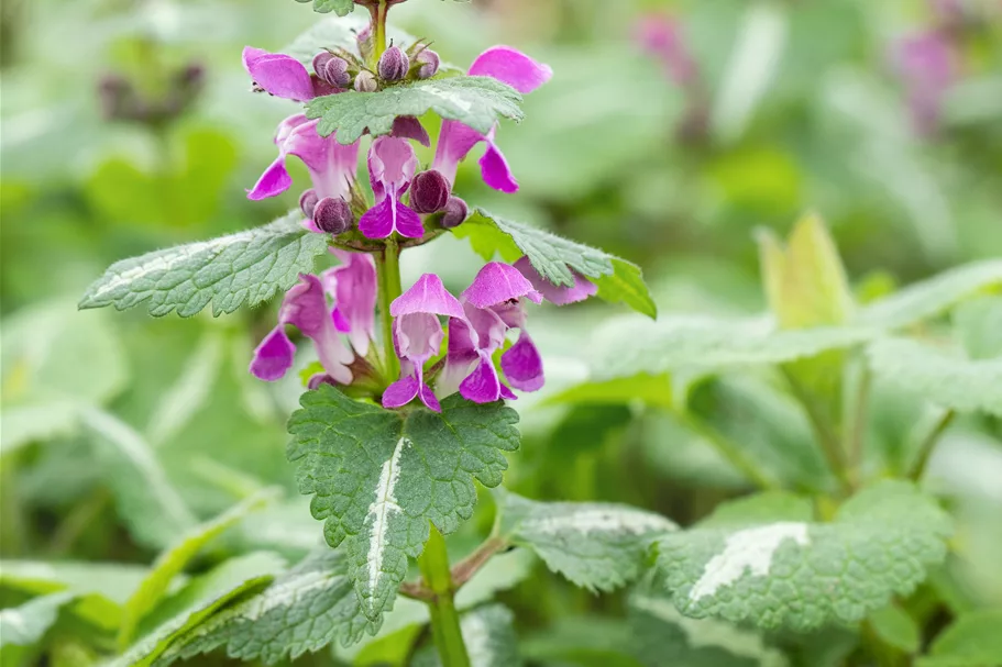 Lamium maculatum 'Chequers'