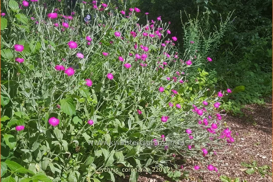 Lychnis coronaria