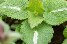 Lamium maculatum 'Chequers'