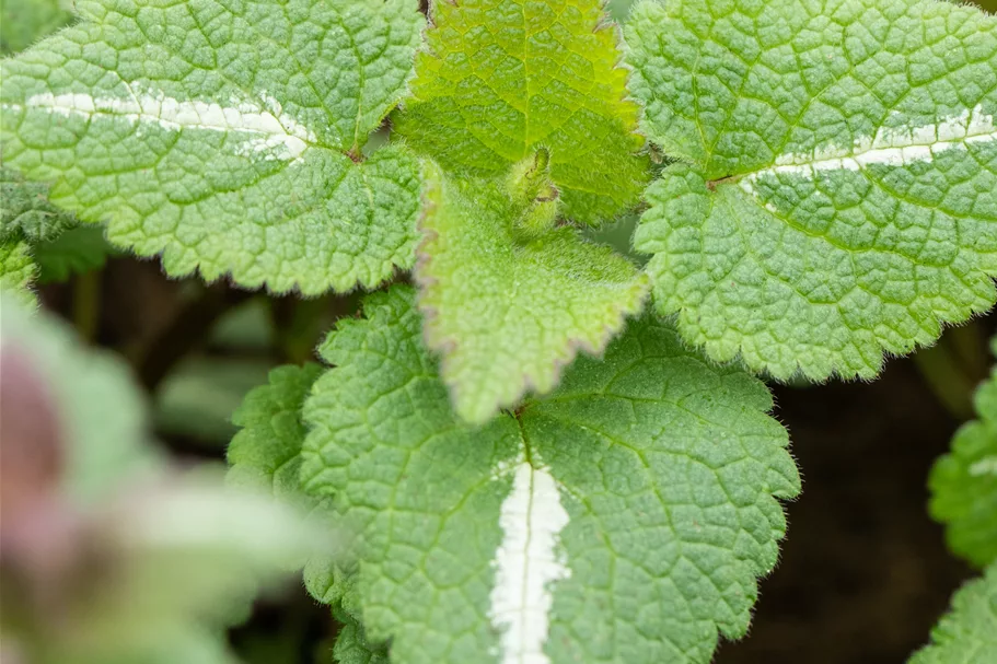 Lamium maculatum 'Chequers'