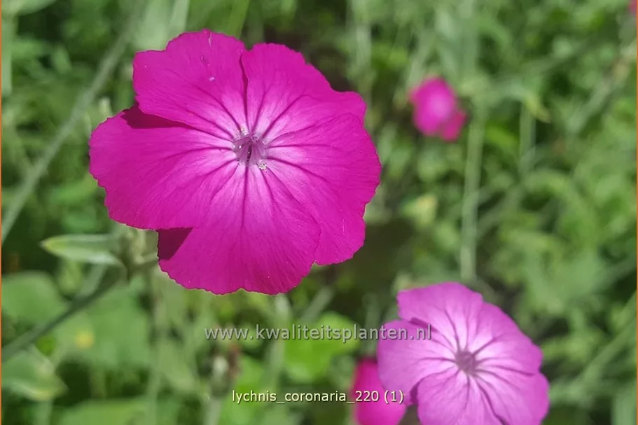 Lychnis coronaria