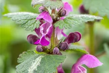 Lamium maculatum 'Chequers'