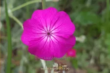 Lychnis coronaria