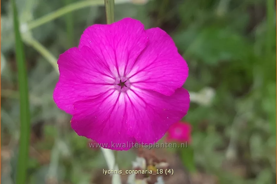 Lychnis coronaria