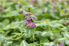 Lamium maculatum 'Chequers'