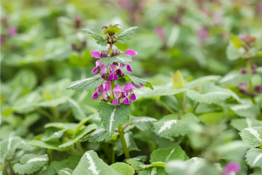 Lamium maculatum 'Chequers'